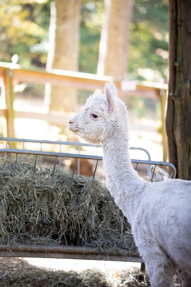Bay Farm alpaca