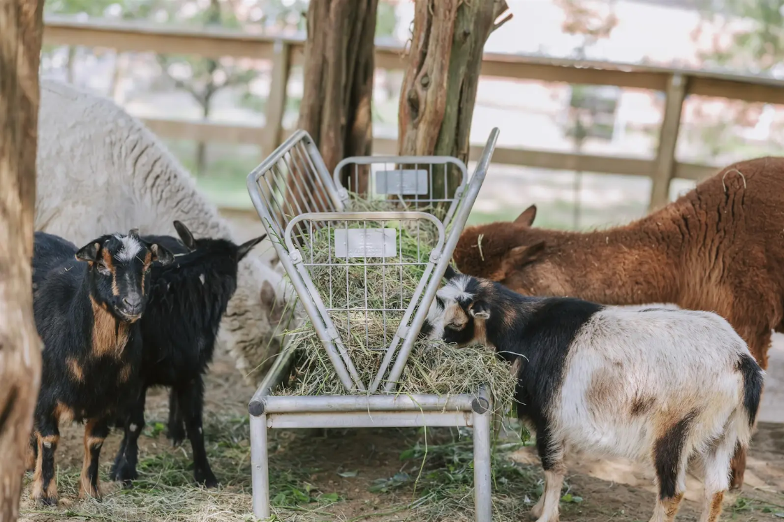 Bay Farm goats